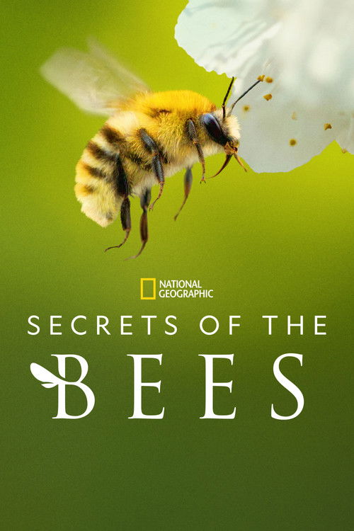 پوستر Secrets of the Bees