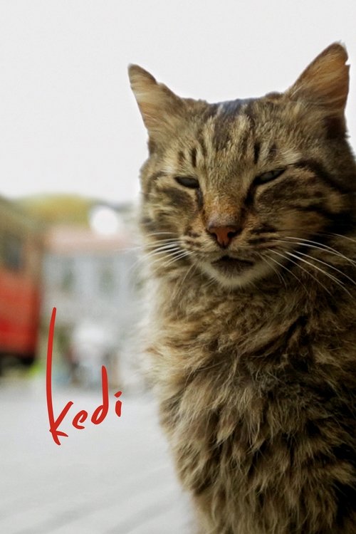 پوستر Kedi