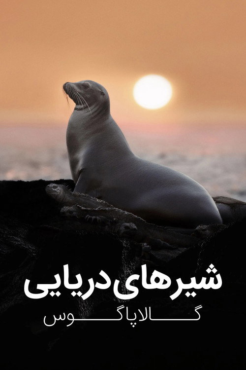پوستر Sea Lions of the Galapagos